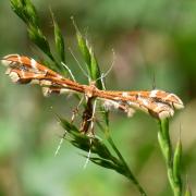 Geina didactyla (Linnaeus, 1758)