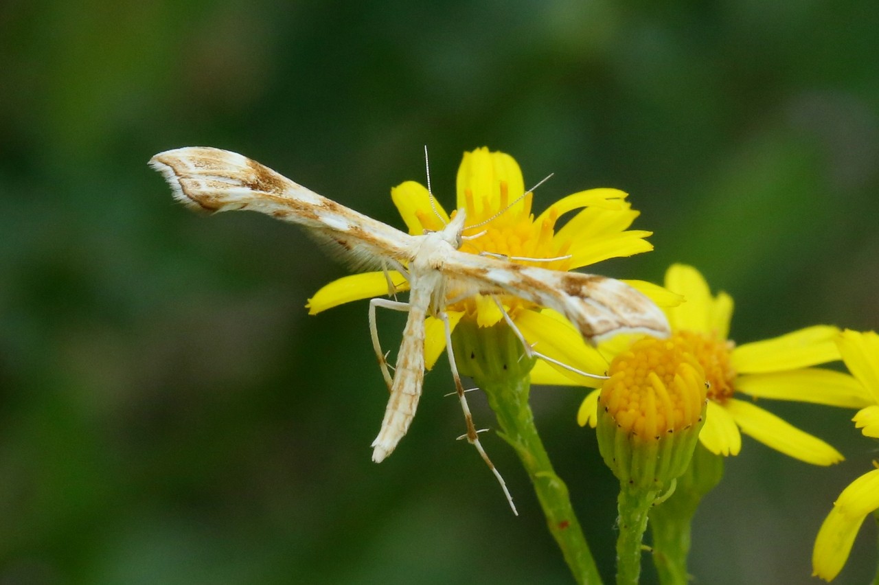 Gillmeria ochrodactyla (Denis & Schiffermüller, 1775) - Ptérophore de la Tanaisie