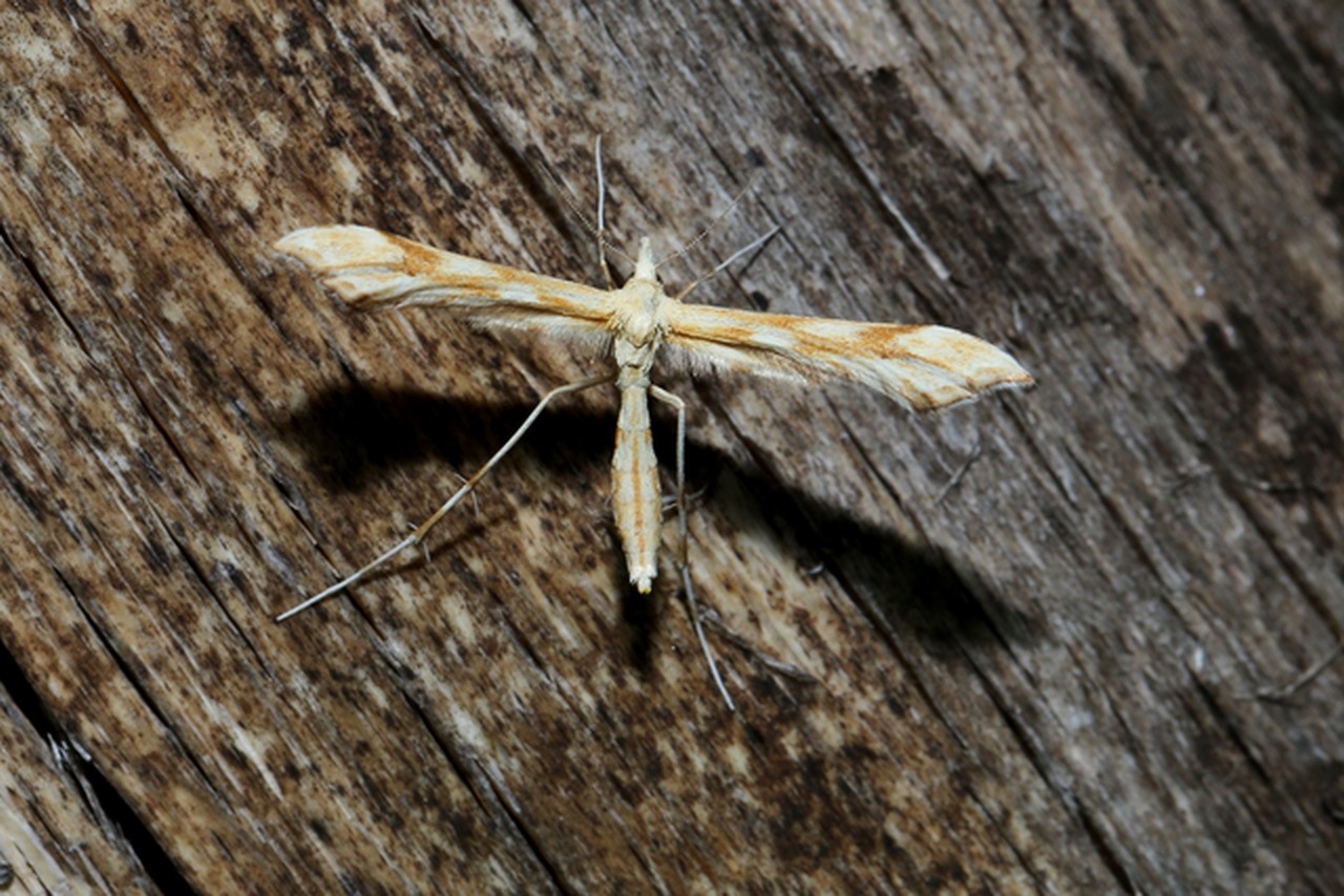 Gillmeria ochrodactyla (Denis & Schiffermüller, 1775) - Ptérophore de la Tanaisie