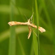 Gillmeria pallidactyla (Haworth, 1811) - Ptérophore de l'Achillée millefeuille