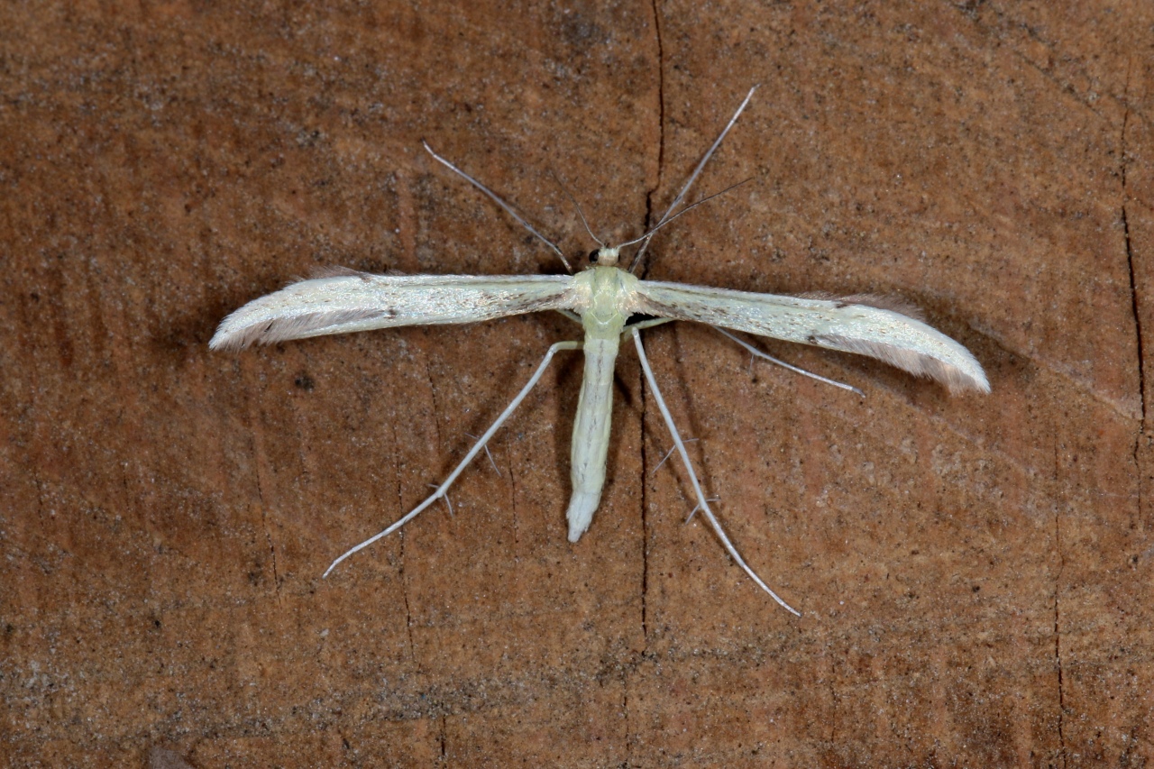 Hellinsia carphodactyla (Hübner, 1813) - Citron Plume