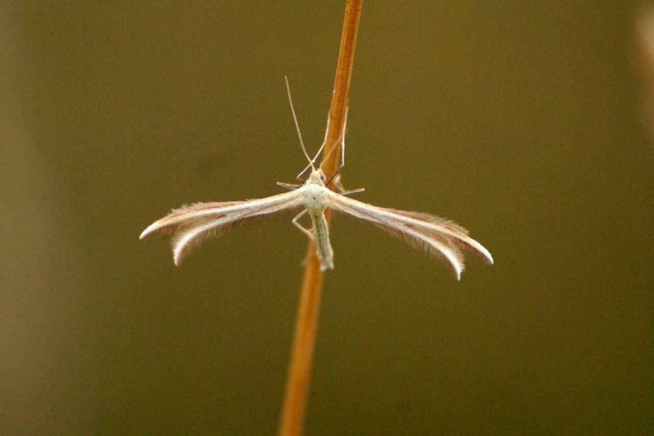 Merrifieldia leucodactyla (Denis & Schiffermüller, 1775)