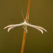 Merrifieldia leucodactyla (Denis & Schiffermüller, 1775)