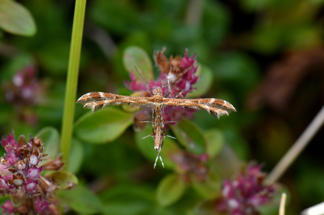 Oxyptilus pilosellae (Zeller, 1841) (probable)