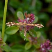 Oxyptilus pilosellae (Zeller, 1841) (probable)