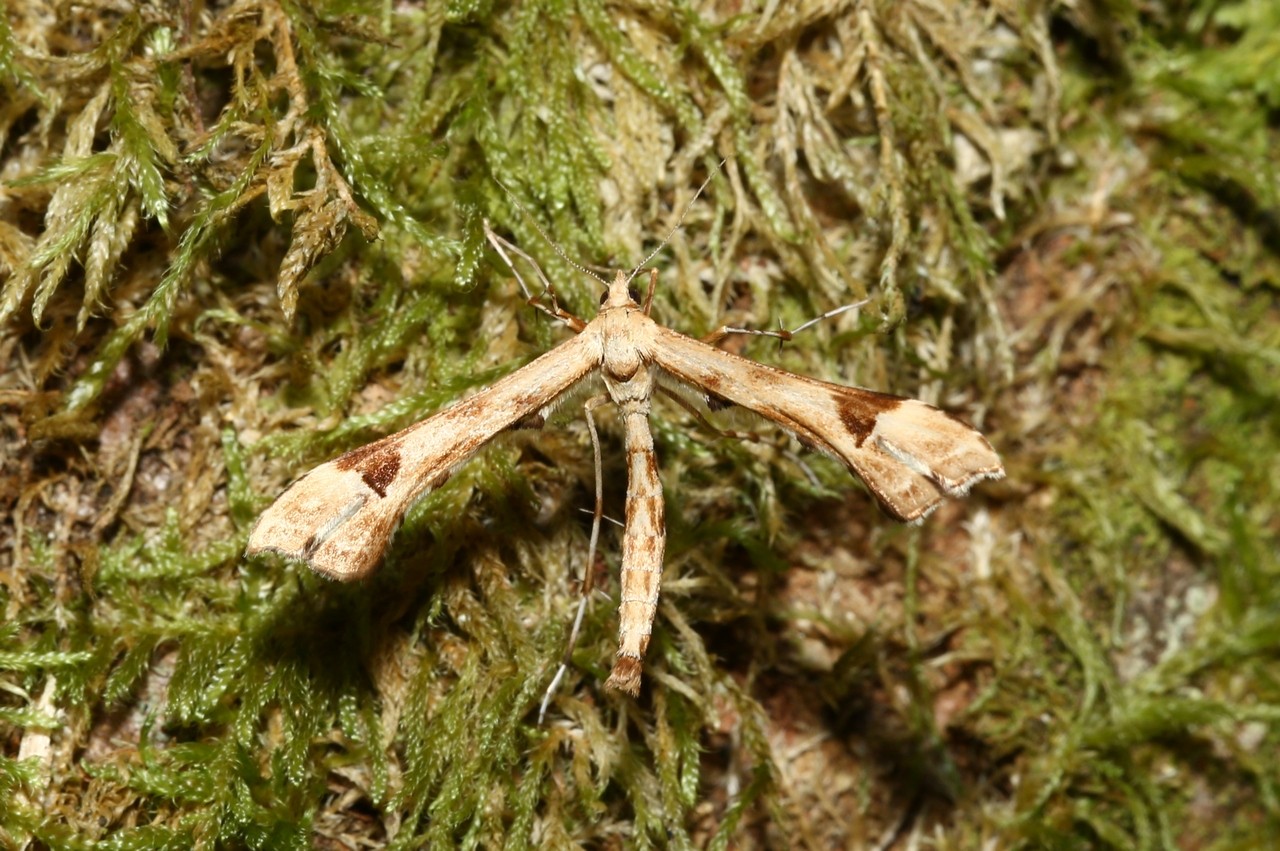 Platyptilia nemoralis (Zeller, 1841) - Ptérophore du Séneçon