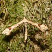 Platyptilia nemoralis (Zeller, 1841) - Ptérophore du Séneçon