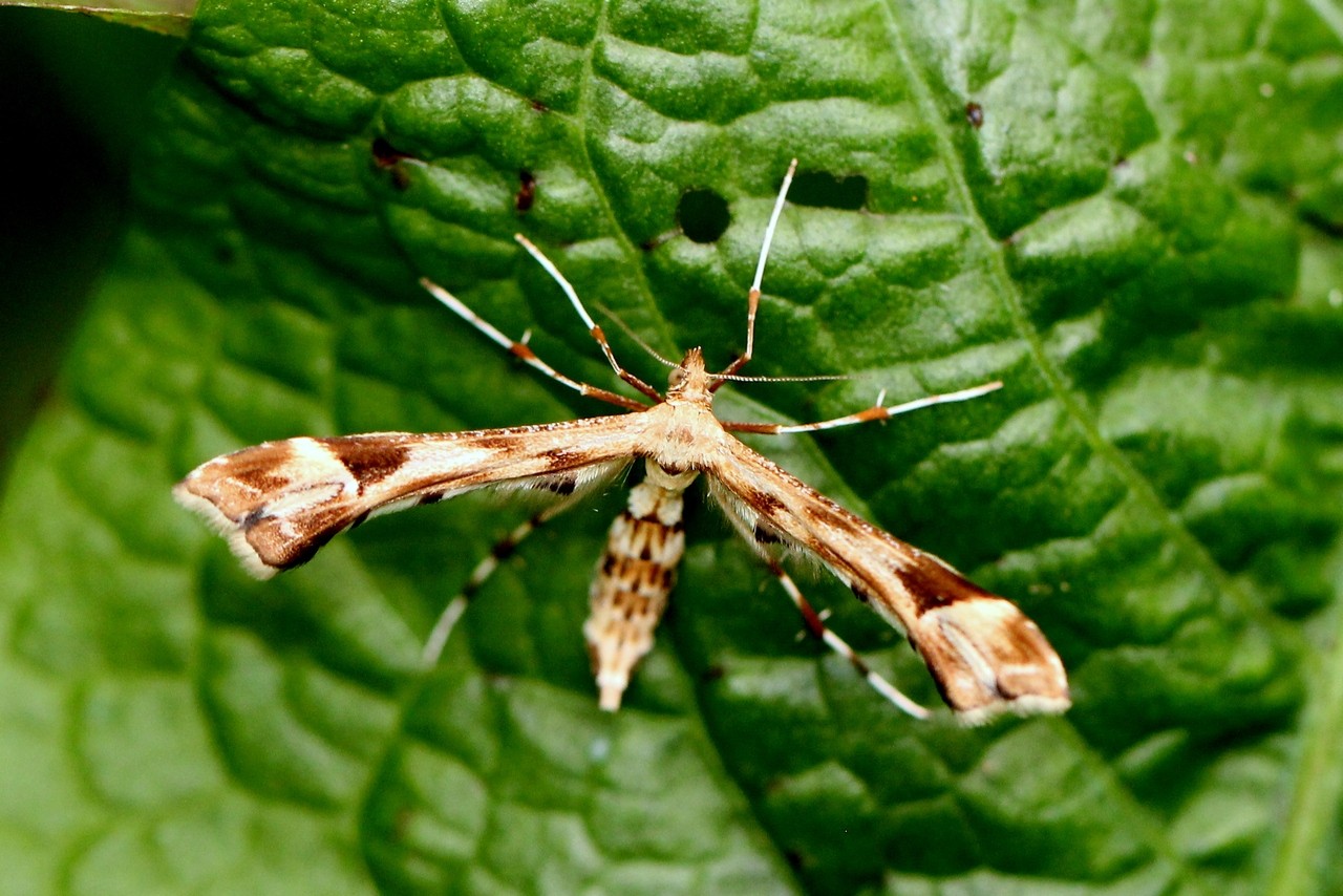 Platyptilia nemoralis (Zeller, 1841) - Ptérophore du Séneçon