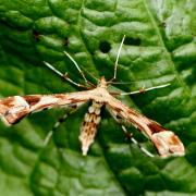 Platyptilia nemoralis (Zeller, 1841) - Ptérophore du Séneçon