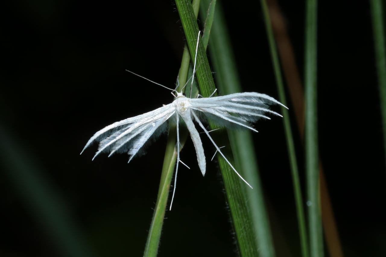 Pterophorus pentadactyla (Linnaeus, 1758) - Ptérophore blanc