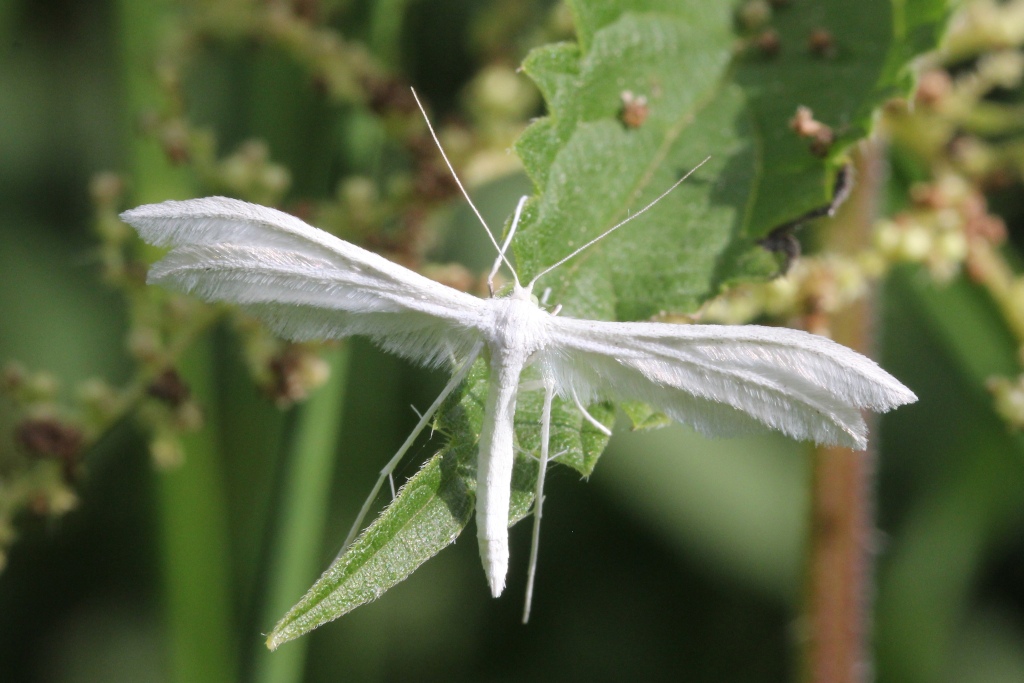 Pterophorus pentadactyla (Linnaeus, 1758) - Ptérophore blanc