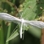 Pterophorus pentadactyla (Linnaeus, 1758) - Ptérophore blanc