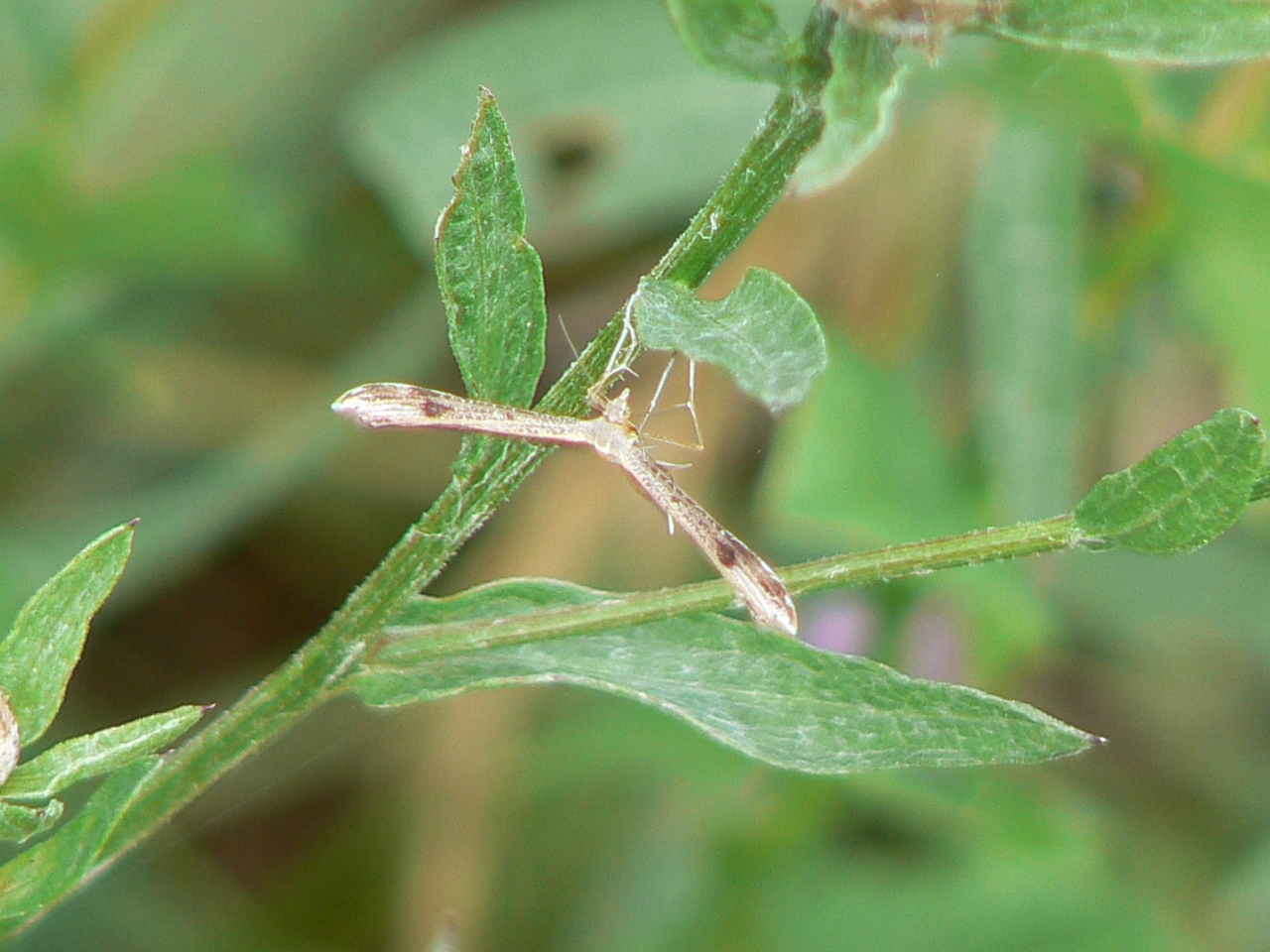 Stenoptilia gr bipunctidactyla