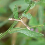 Stenoptilia gr bipunctidactyla