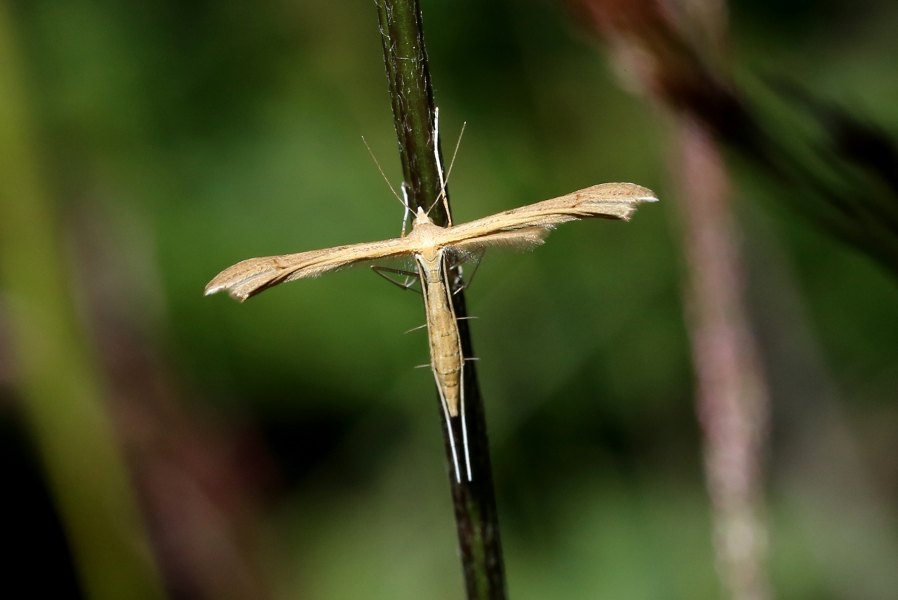 Stenoptilia pterodactyla (Linnaeus, 1760)