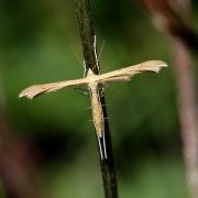 Stenoptilia pterodactyla (Linnaeus, 1760)