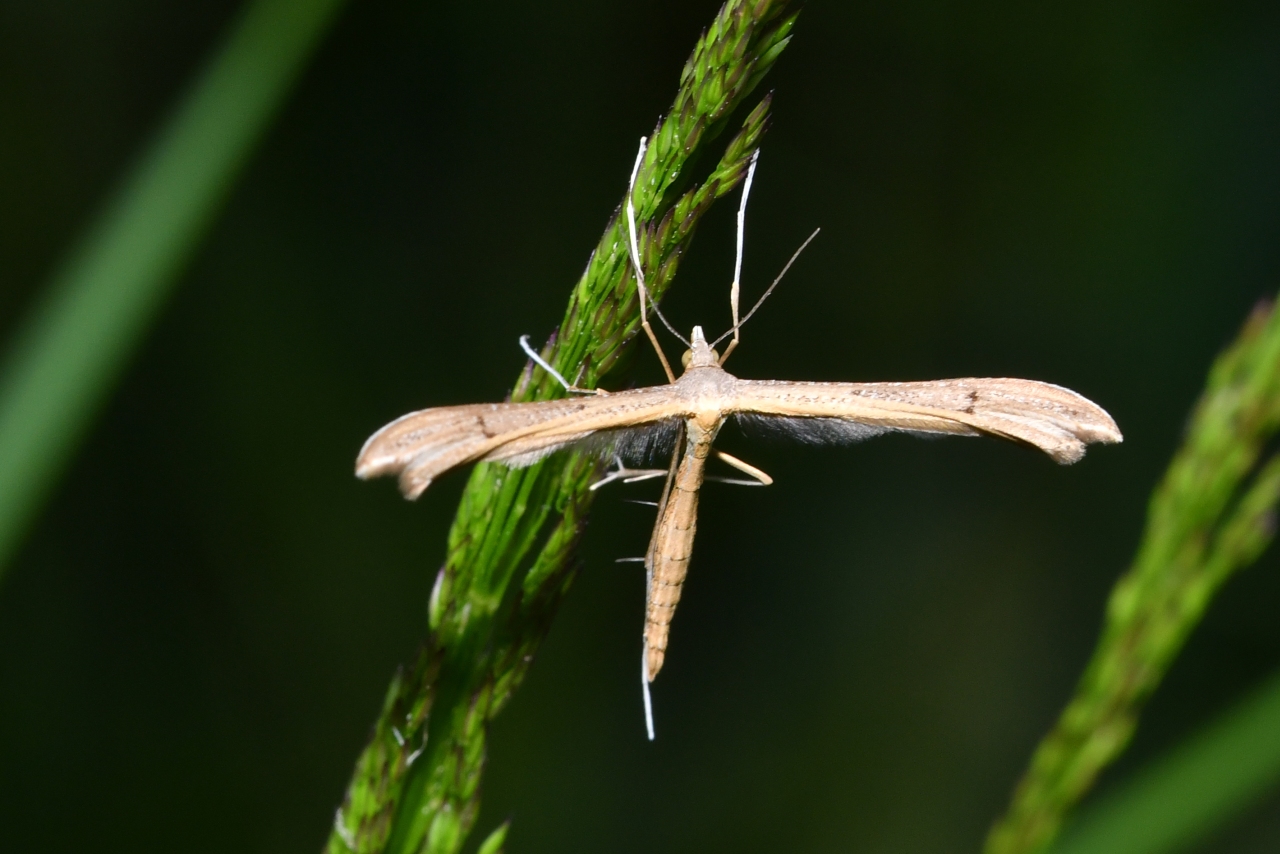 Stenoptilia pterodactyla (Linnaeus, 1760) 