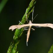 Stenoptilia pterodactyla (Linnaeus, 1760) 