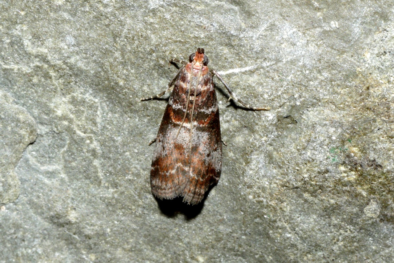 Acrobasis advenella (Zincken, 1818) - Phycide de l'Aubépine