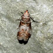 Acrobasis advenella (Zincken, 1818) - Phycide de l'Aubépine