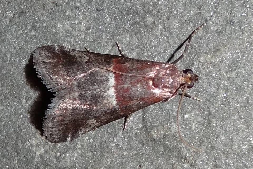 Acrobasis marmorea (Haworth, 1811) - Phycide marbrée