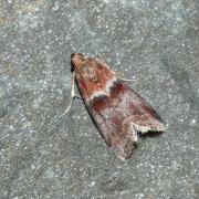 Acrobasis repandana (Fabricius, 1798) - Phycide répandue