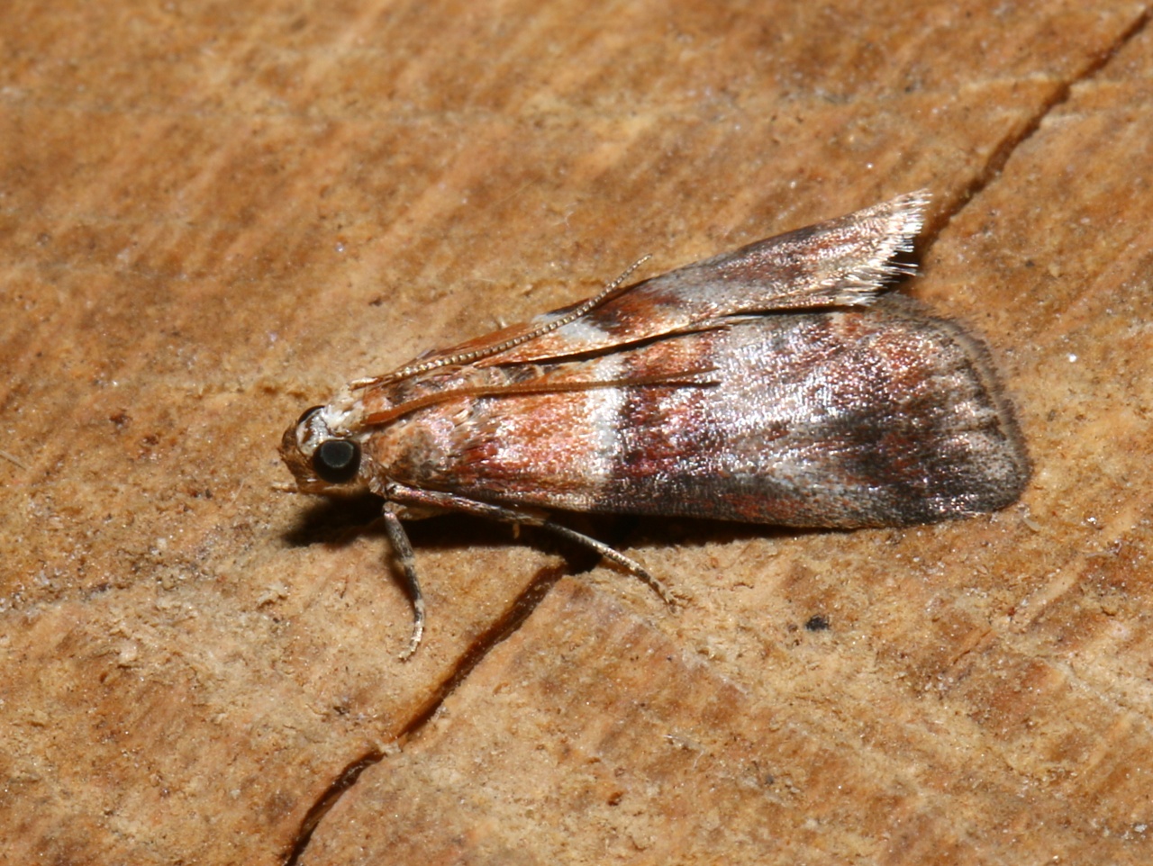 Acrobasis repandana (Fabricius, 1798) - Phycide répandue