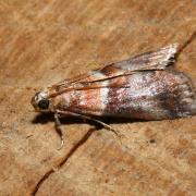 Acrobasis repandana (Fabricius, 1798) - Phycide répandue