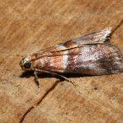 Acrobasis repandana (Fabricius, 1798) - Phycide répandue