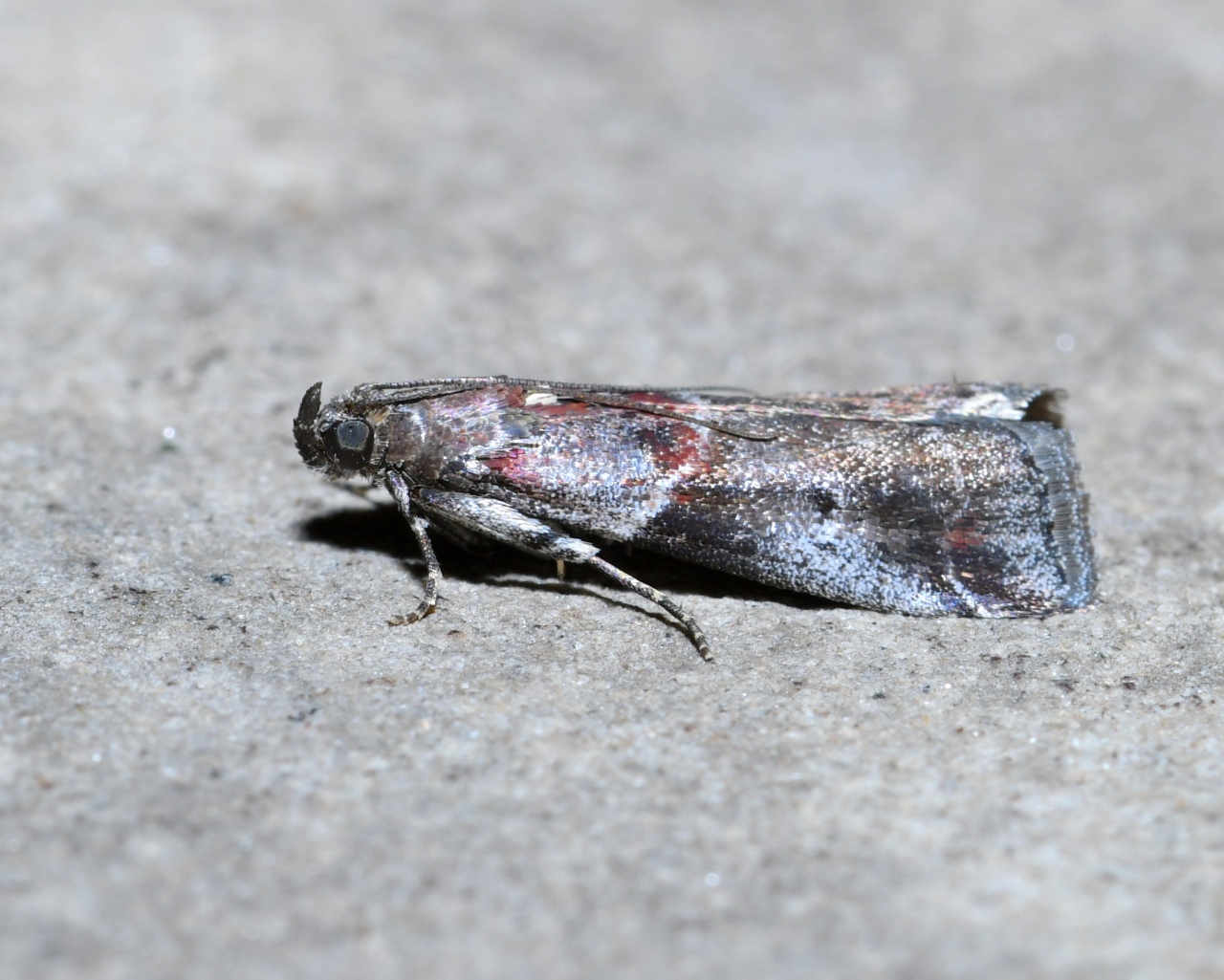 Acrobasis suavella (Zincken, 1818) - Phycide des Epines