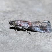 Acrobasis suavella (Zincken, 1818) - Phycide des Epines