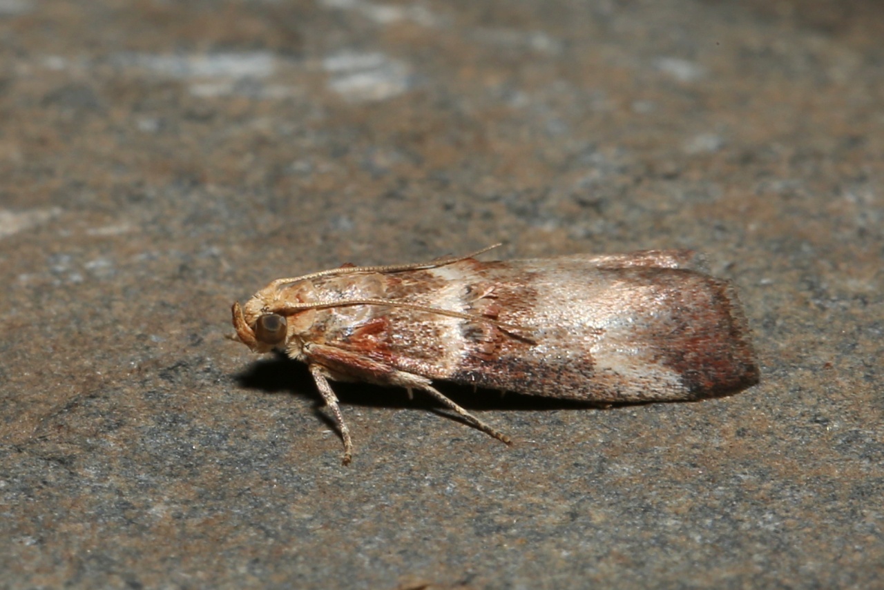 Acrobasis tumidana (Denis & Schiffermüller, 1775) - Phycide enflée