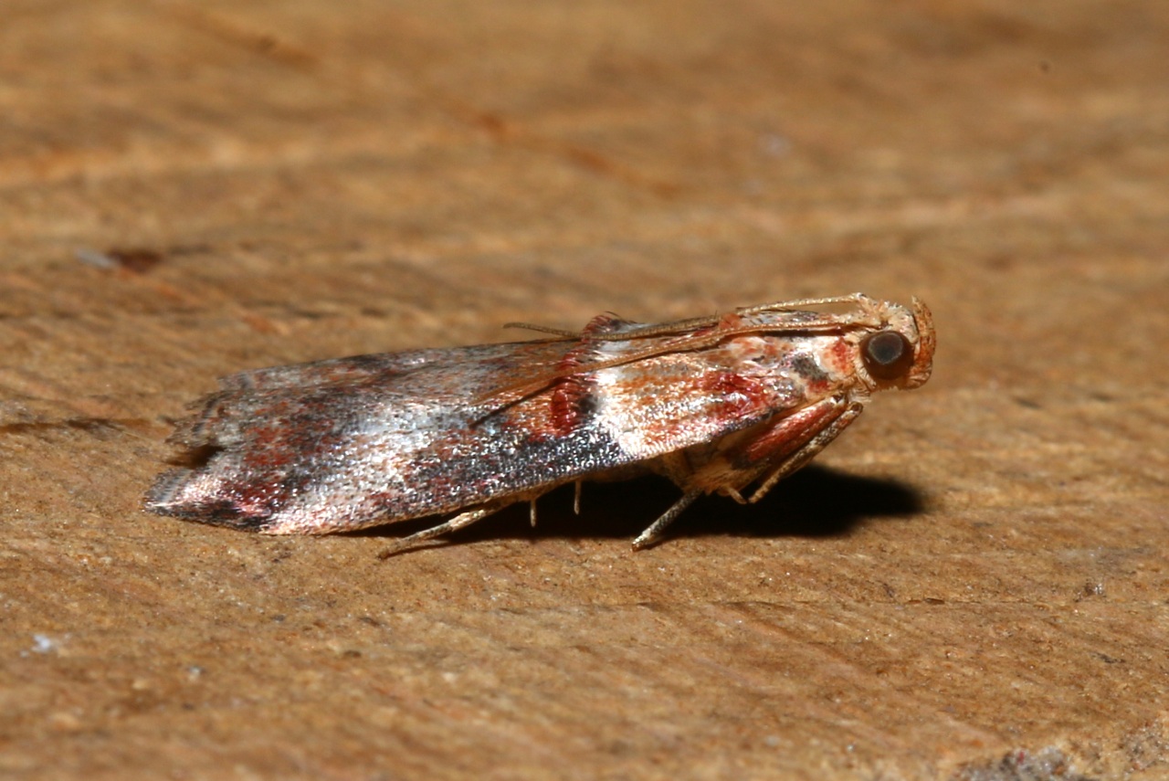 Acrobasis tumidana (Denis & Schiffermüller, 1775) - Phycide enflée