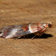 Acrobasis tumidana (Denis & Schiffermüller, 1775) - Phycide enflée