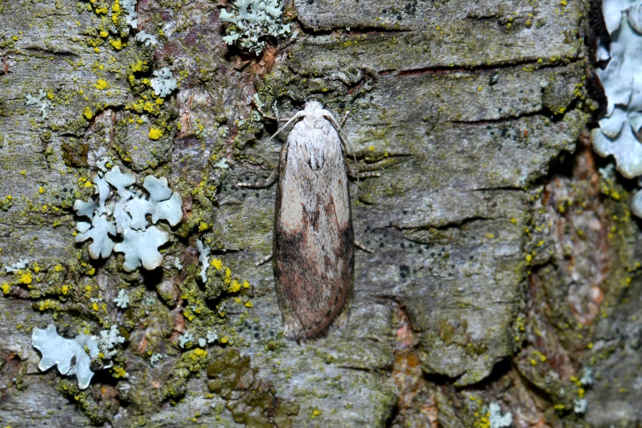 Aphomia sociella (Linnaeus, 1758) - Fausse-teigne des Bourdons (mâle)