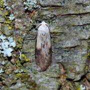 Aphomia sociella (Linnaeus, 1758) - Fausse-teigne des Bourdons (mâle)