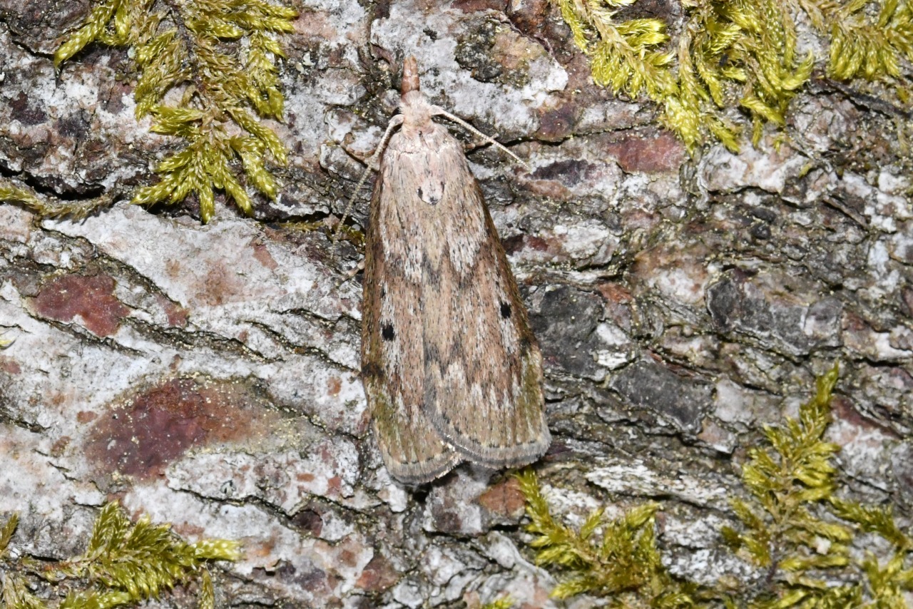 Aphomia sociella (Linnaeus, 1758) - Fausse-teigne des Bourdons (femelle)