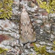 Aphomia sociella (Linnaeus, 1758) - Fausse-teigne des Bourdons (femelle)