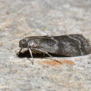 Apomyelois bistriatella (Hulst, 1887) - Phycide de la Daldinie