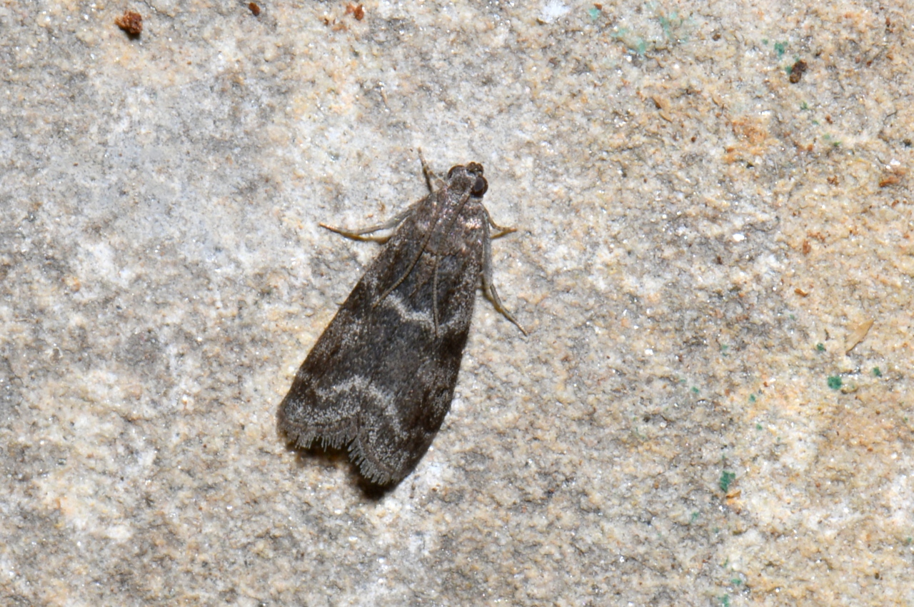 Apomyelois bistriatella (Hulst, 1887) - Phycide de la Daldinie