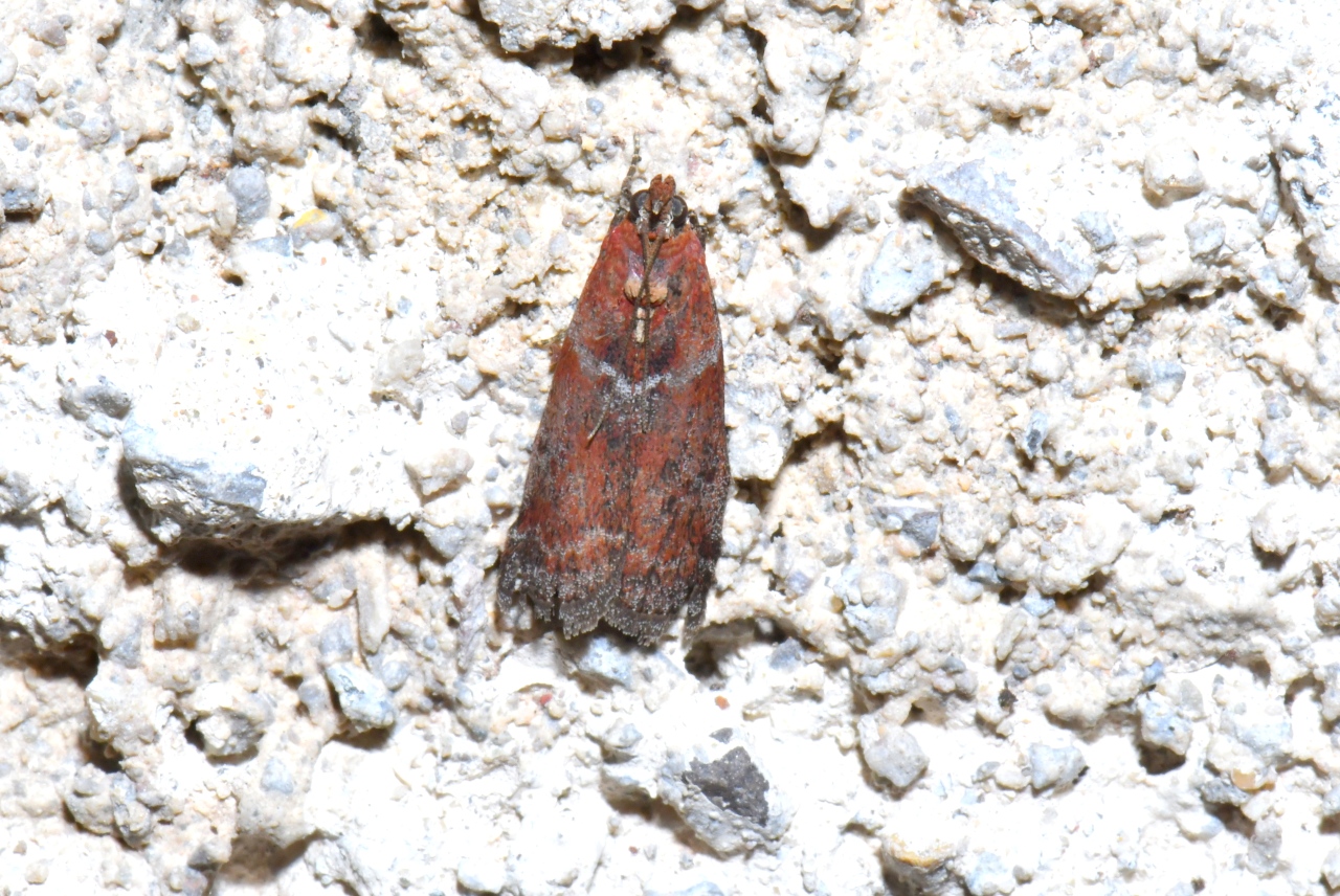 Cryptoblabes bistriga (Haworth, 1811) - Cryptoblabe du Chêne