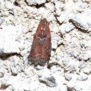 Cryptoblabes bistriga (Haworth, 1811) - Cryptoblabe du Chêne