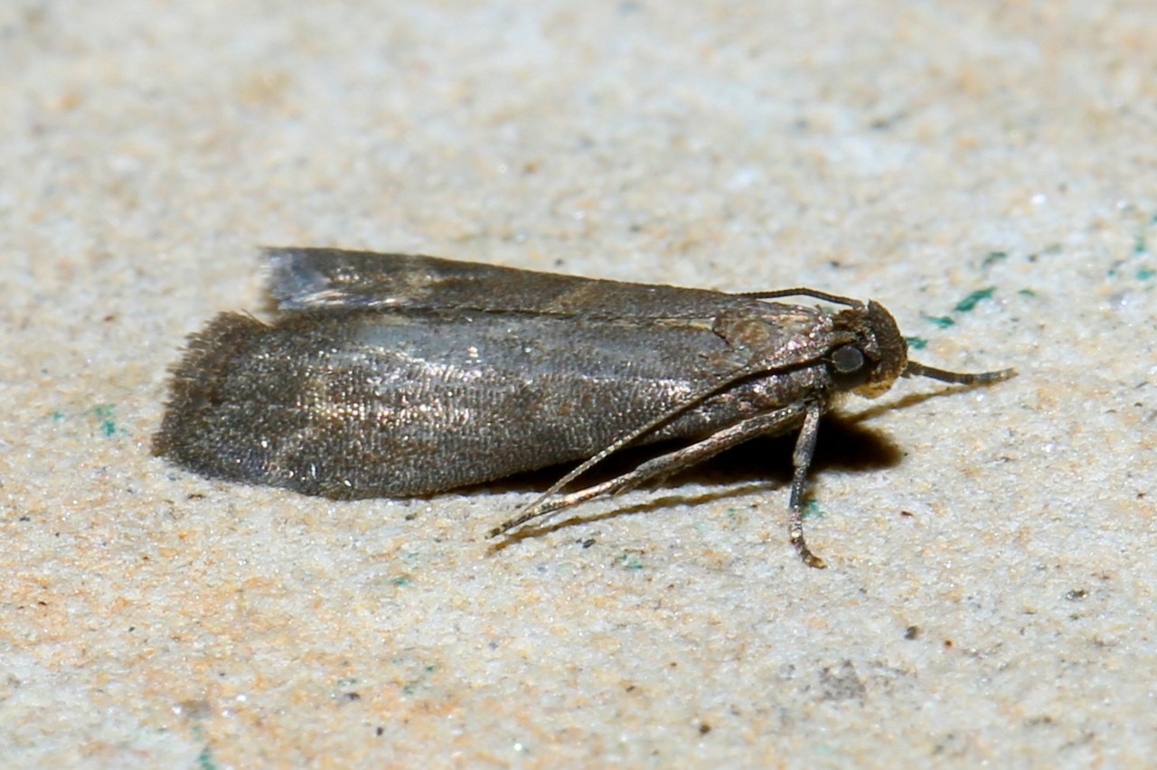 Eccopisa effractella Zeller, 1848 - Phycide du Pommier