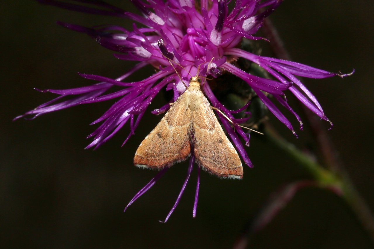 Endotricha flammealis (Denis & Schiffermüller, 1775) - Flamme