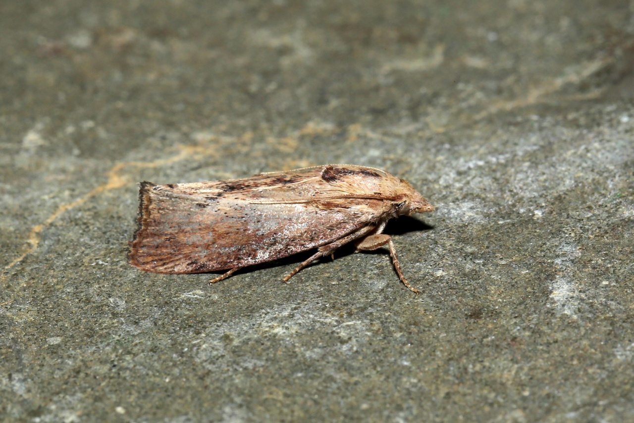 Galleria mellonella (Linnaeus, 1758) - Grande Fausse Teigne des Ruches