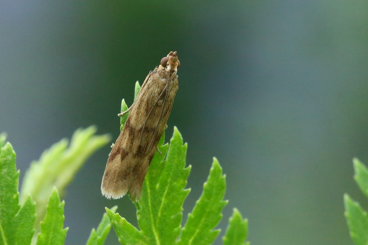 Homoeosoma sinuella (Fabricius, 1794) - Phycide du Plantain