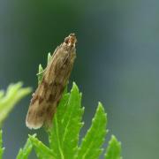 Homoeosoma sinuella (Fabricius, 1794) - Phycide du Plantain