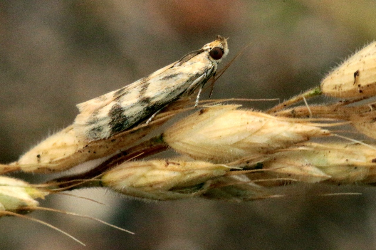 Homoeosoma sinuella (Fabricius, 1794) - Phycide du Plantain