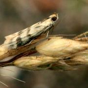 Homoeosoma sinuella (Fabricius, 1794) - Phycide du Plantain