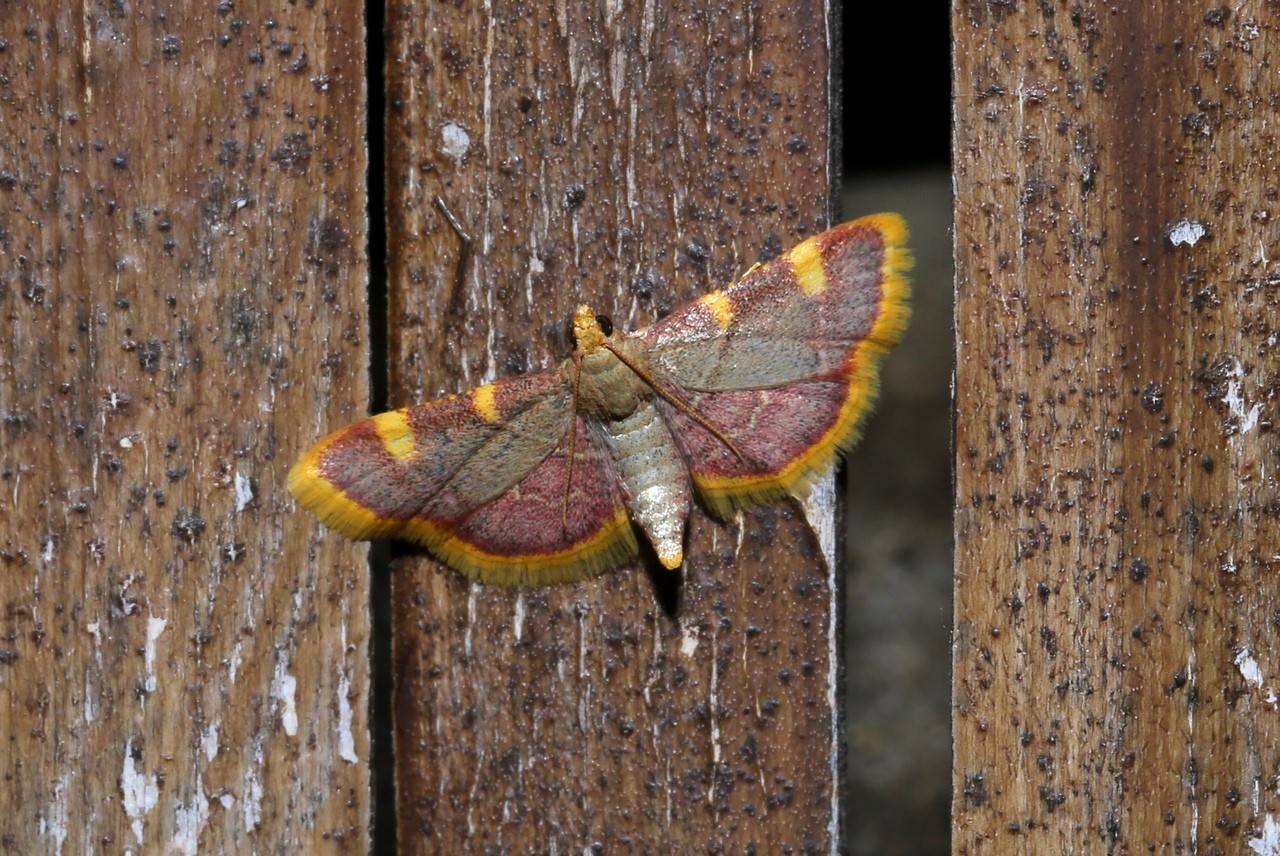 Hypsopygia costalis (Fabricius, 1775) - Pyrale du Fourrage